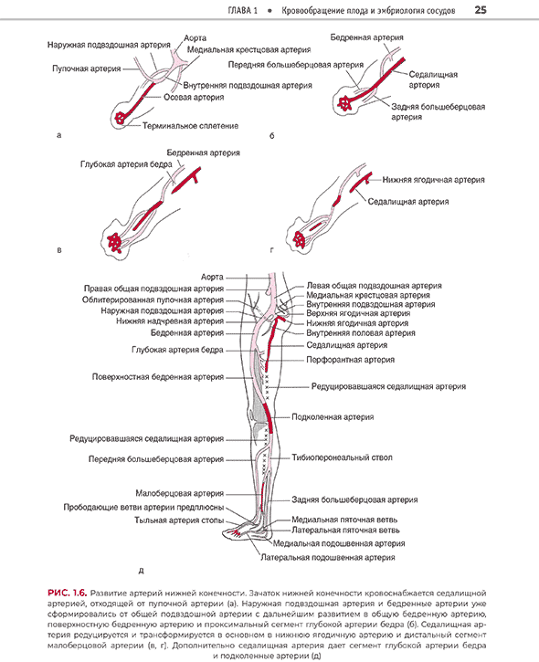 Кровообращение плода и эмбриология сосудов