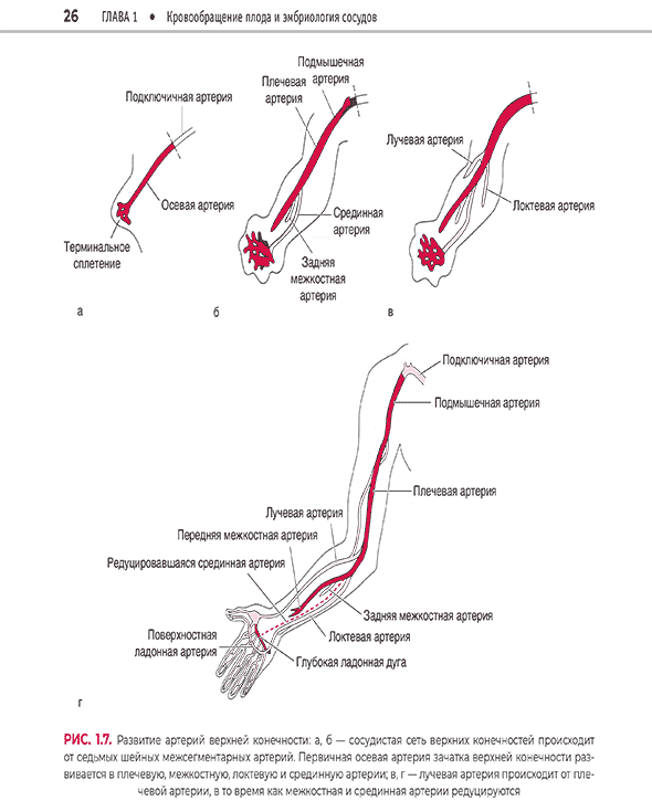 Развитие артерий верхних конечноствей