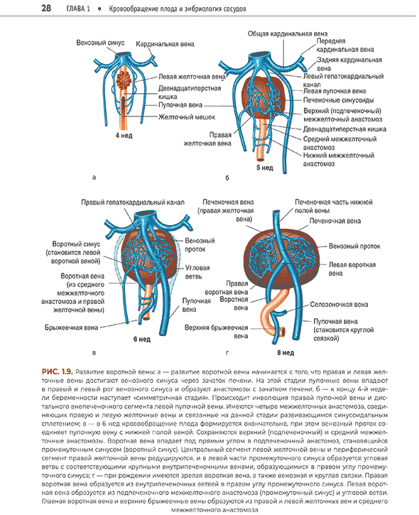 Кровообращение плода и эмбриология сосудов