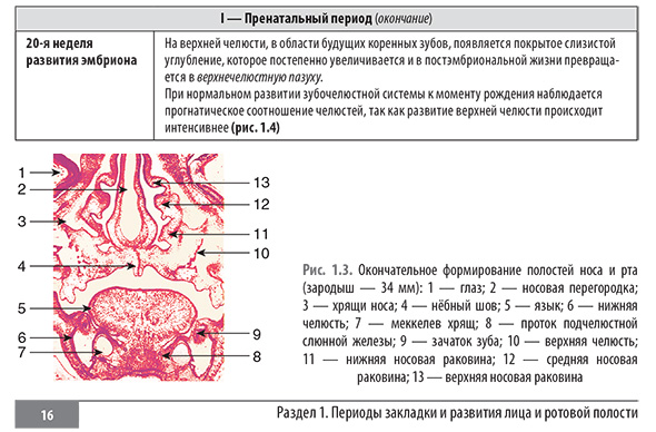 Пренатальный период