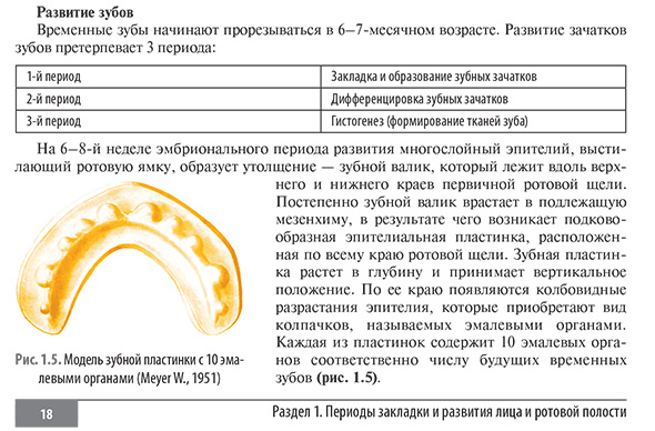 Развитие зубов