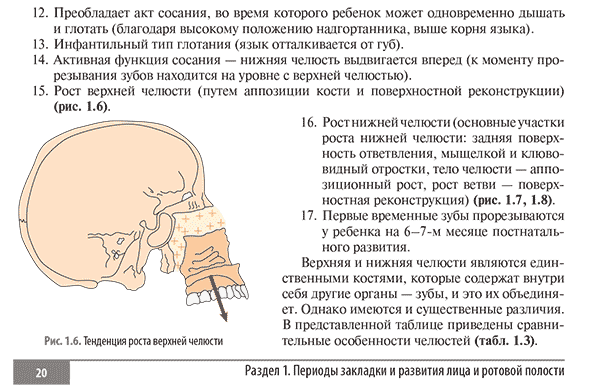 Тенденция роста верхней челюсти