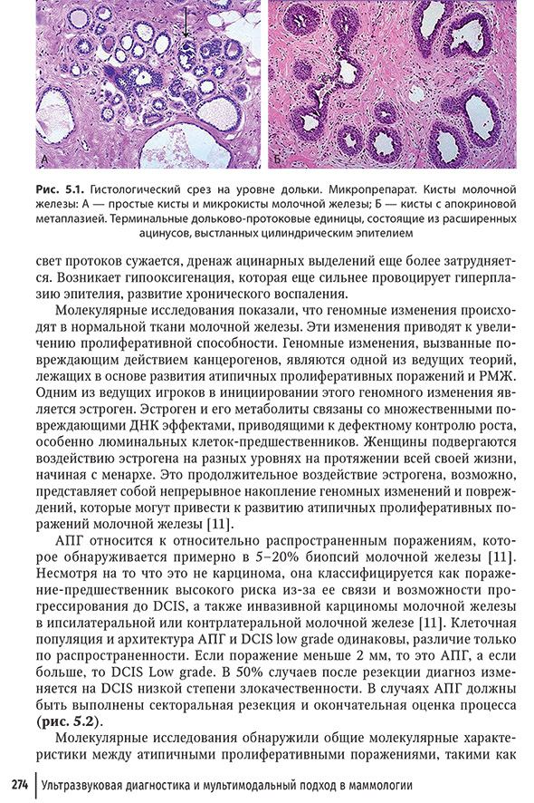 Гистологический срез на уровне дольки.