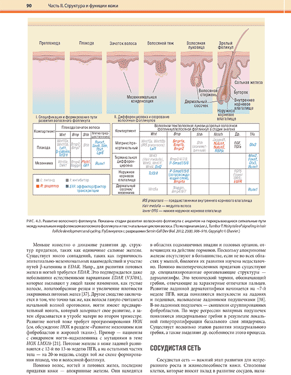 . Развитие волосяного фолликула. Показаны стадии развития волосяного фолликула . Развитие волосяного фолликула. Показаны стадии развития волосяного фолликула