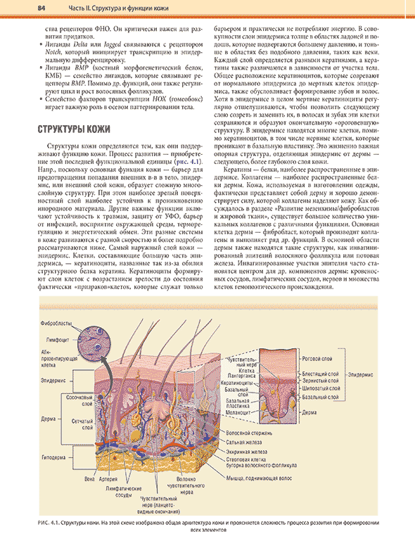 Структуры кожи. На этой схеме изображена общая архитектура кожи Структуры кожи. На этой схеме изображена общая архитектура кожи