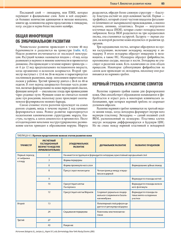 Краткое представление важных этапов развития кожи Краткое представление важных этапов развития кожи