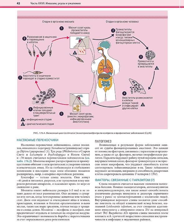 Жизненный цикл Leishmania [по материалам Центра по контролю и профилактике заболеваний Жизненный цикл Leishmania [по материалам Центра по контролю и профилактике заболеваний
