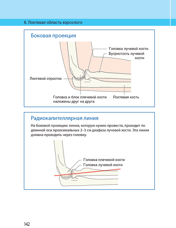 Локтевая область взрослого
