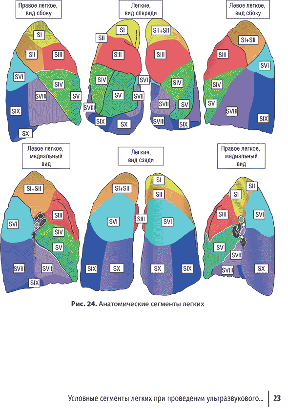 Анатомические сегменты легких