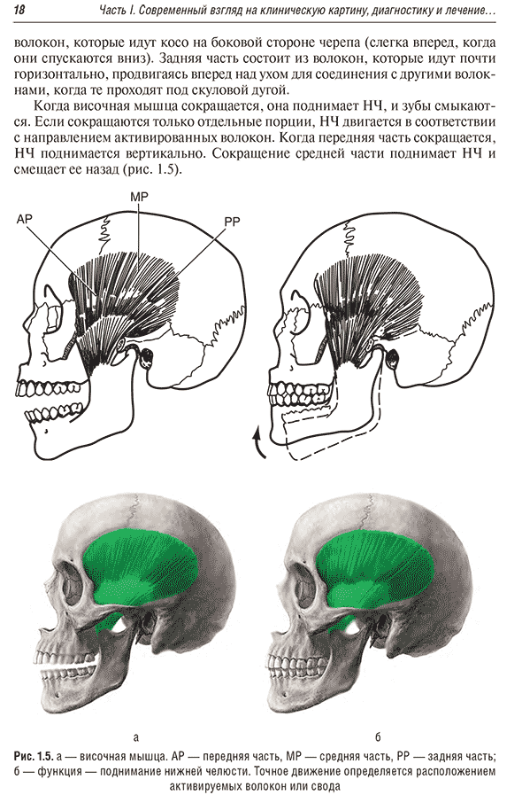 Височная мышца