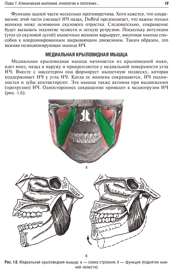 Медиальная крыловидная мышца