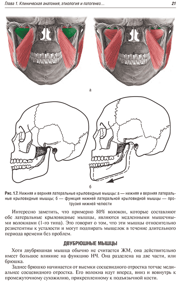 Нижняя и верхняя латеральные крыловидные мышцы: