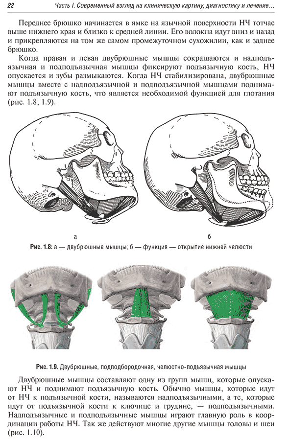 Двубрюшные, подподбородочная, челюстно-подъязычная мышцы