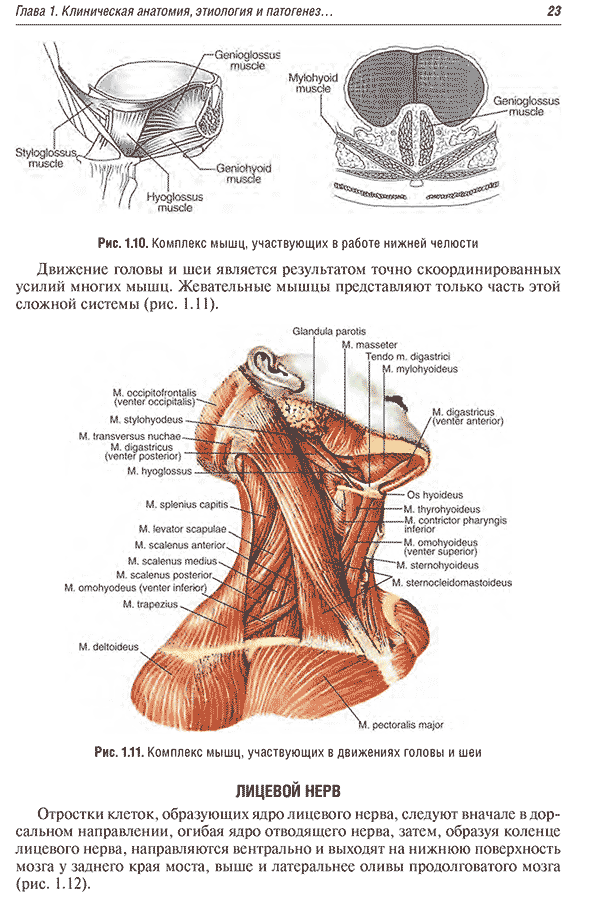 Комплекс мышц, участвующих в движениях головы и шеи