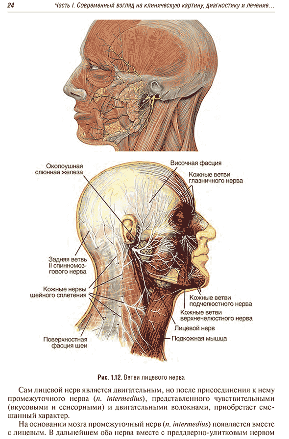 Ветви лицевого нерва