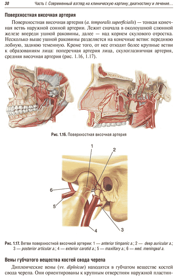 Ветви поверхностной височной артерии
