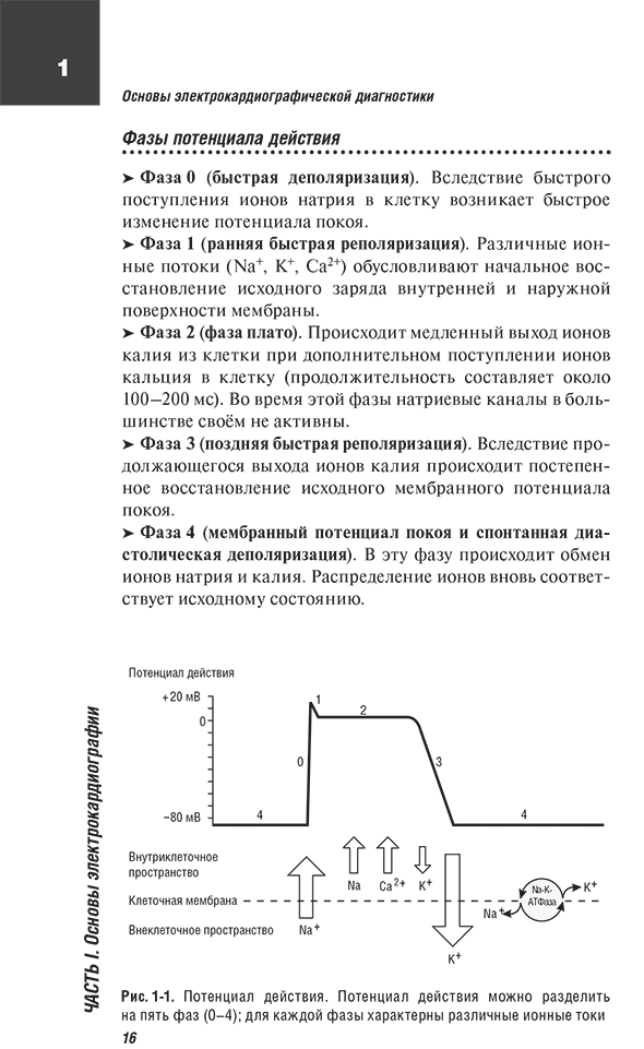 Потенциал действия