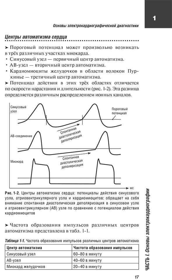Центры автоматизма сердца