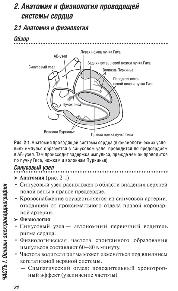 Анатомия проводящей системы сердца
