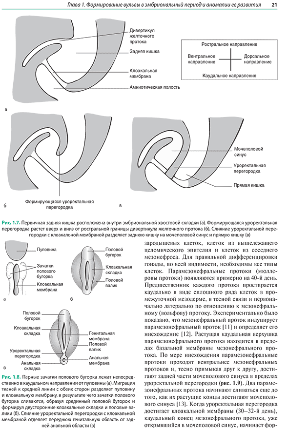 Первичная задняя кишка расположена внутри эмбриональной хвостовой складки Первичная задняя кишка расположена внутри эмбриональной хвостовой складки
