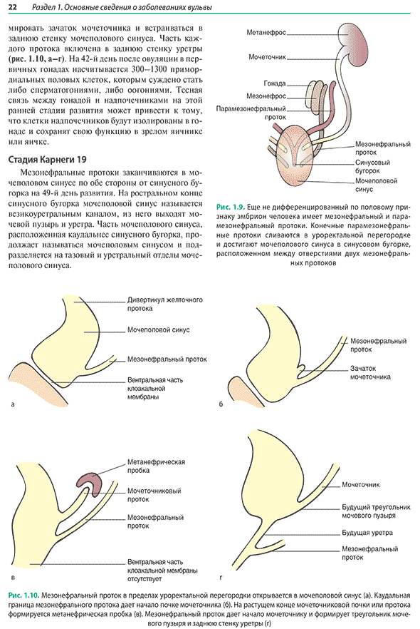 Мезонефральный проток в пределах уроректальной перегородки открывается в мочеполовой синус Мезонефральный проток в пределах уроректальной перегородки открывается в мочеполовой синус