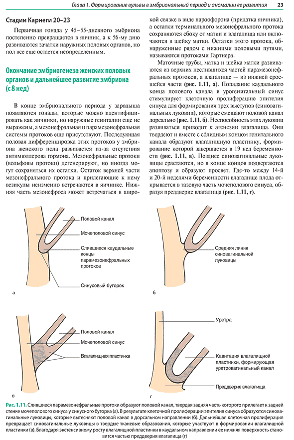 Слившиеся парамезонефральные протоки образуют половой канал, Слившиеся парамезонефральные протоки образуют половой канал,