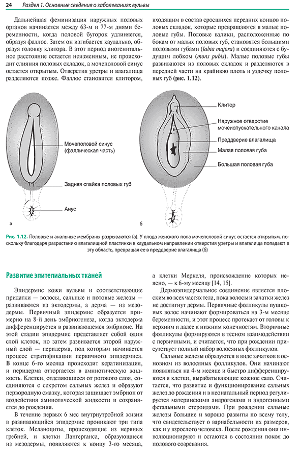 Половые и анальные мембраны разрываются Половые и анальные мембраны разрываются