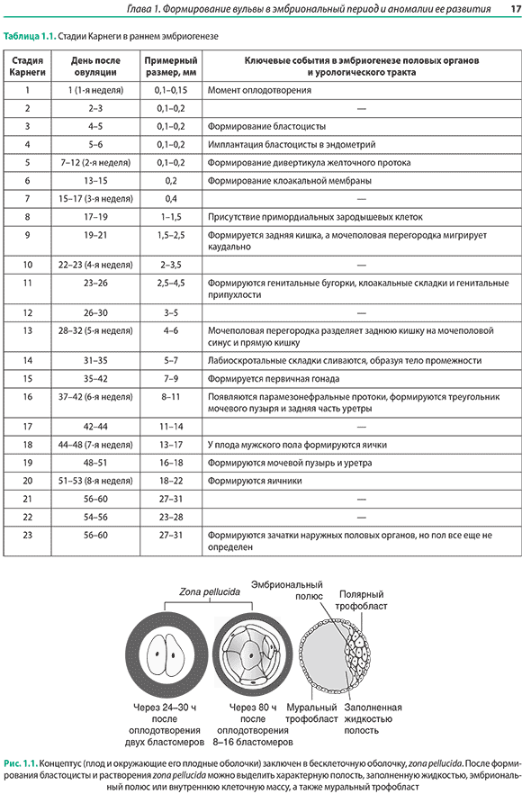 Концептус (плод и окружающие его плодные оболочки) заключен в бесклеточную оболочку Концептус (плод и окружающие его плодные оболочки) заключен в бесклеточную оболочку