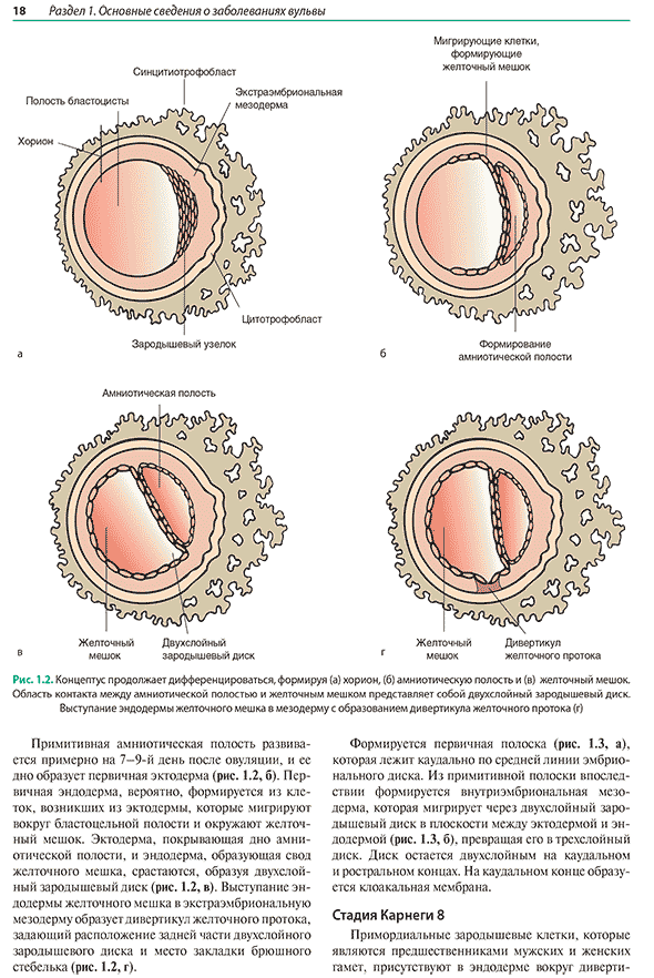 Концелтус продолжает дифференцироваться, формируя (а) хорион, (6) Концелтус продолжает дифференцироваться, формируя (а) хорион, (6)