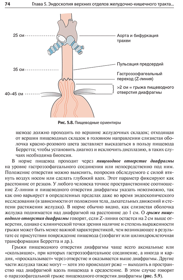 Пищеводные ориентиры
