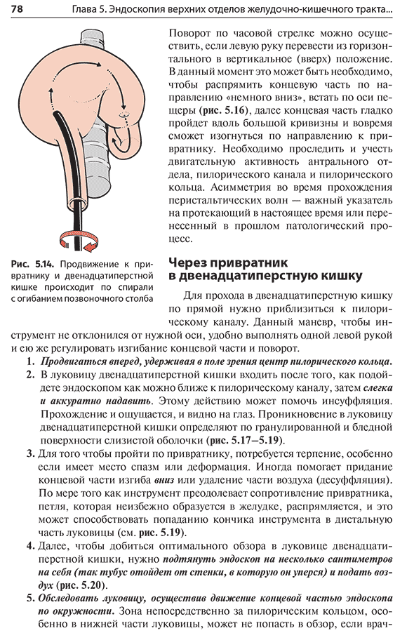 Рис. 5.14. Продвижение к привратнику и двенадцатиперстной кишке происходит по спирали с огибанием позвоночного столба