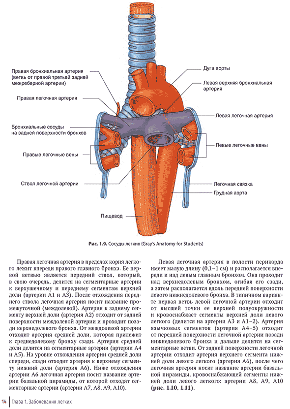 Сосуды легких 