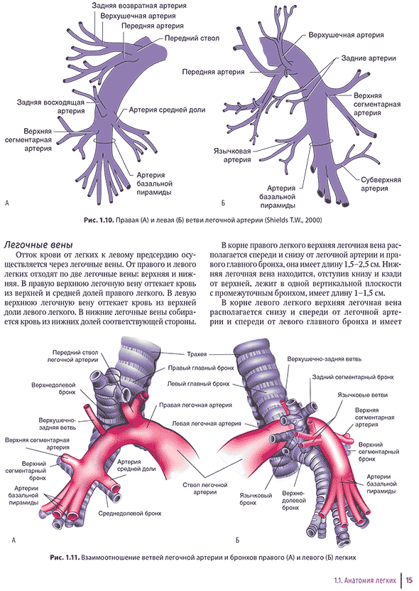 Взаимоотношение ветвей легочной артерии и бронхов правого (А) и левого (Б) легких