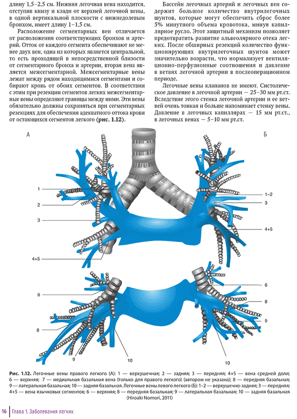 Легочные вены правого легкого