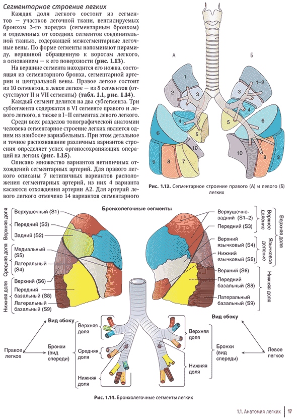 Бронхолегочные сегменты легких