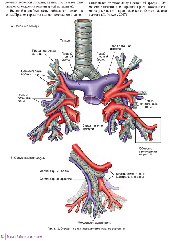 Сосуды и бронхи легких (сегментарное строение)