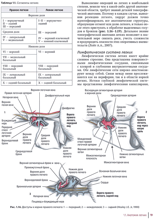 Доступы к корню правого легкого: 1 &mdash; передний; 2 &mdash; междолевой; 3 &mdash; задний <