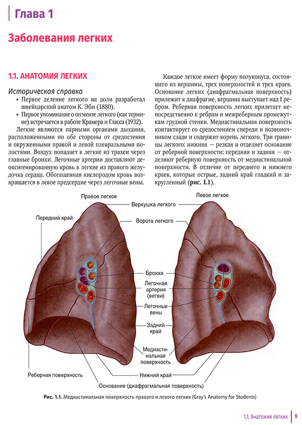 Медиастинальная поверхность правого и левого легких