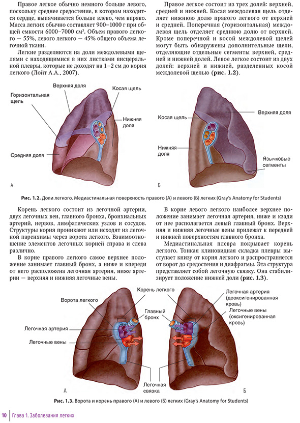 Доли легкого. Медиастинальная поверхность правого)