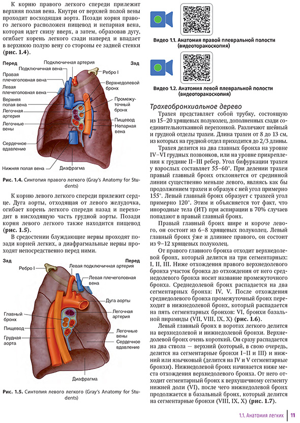 Синтопия легкого