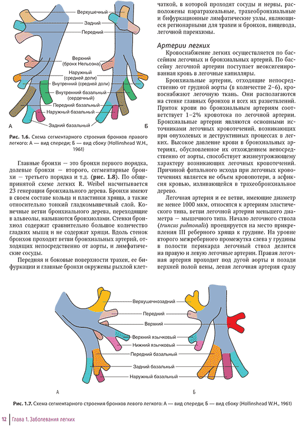 Схема сегментарного с троения бронхов левого легкого
