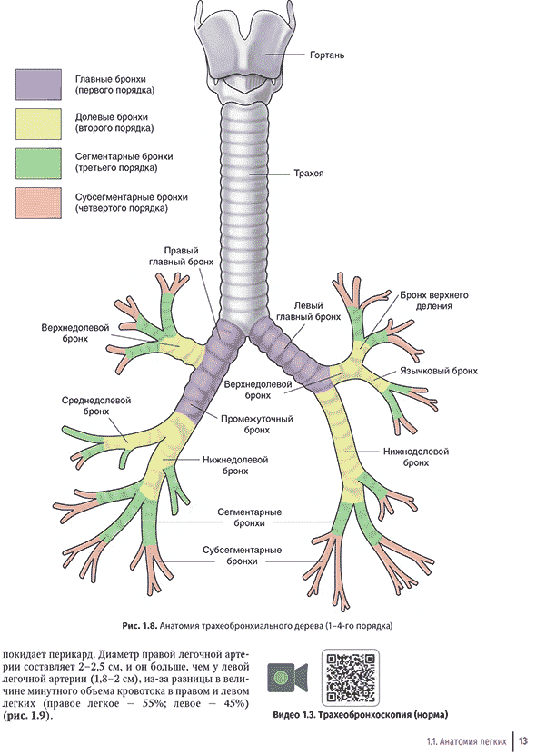Анатомия трахеобронхиального дерева