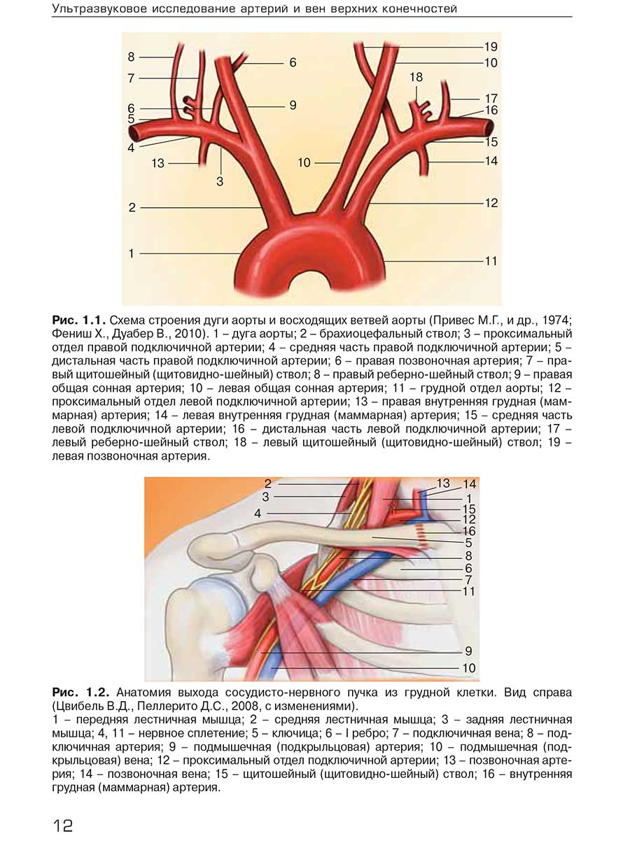 Рис. 1.2. Анатомия выхода сосудисто-нервного пучка из грудной клетки.