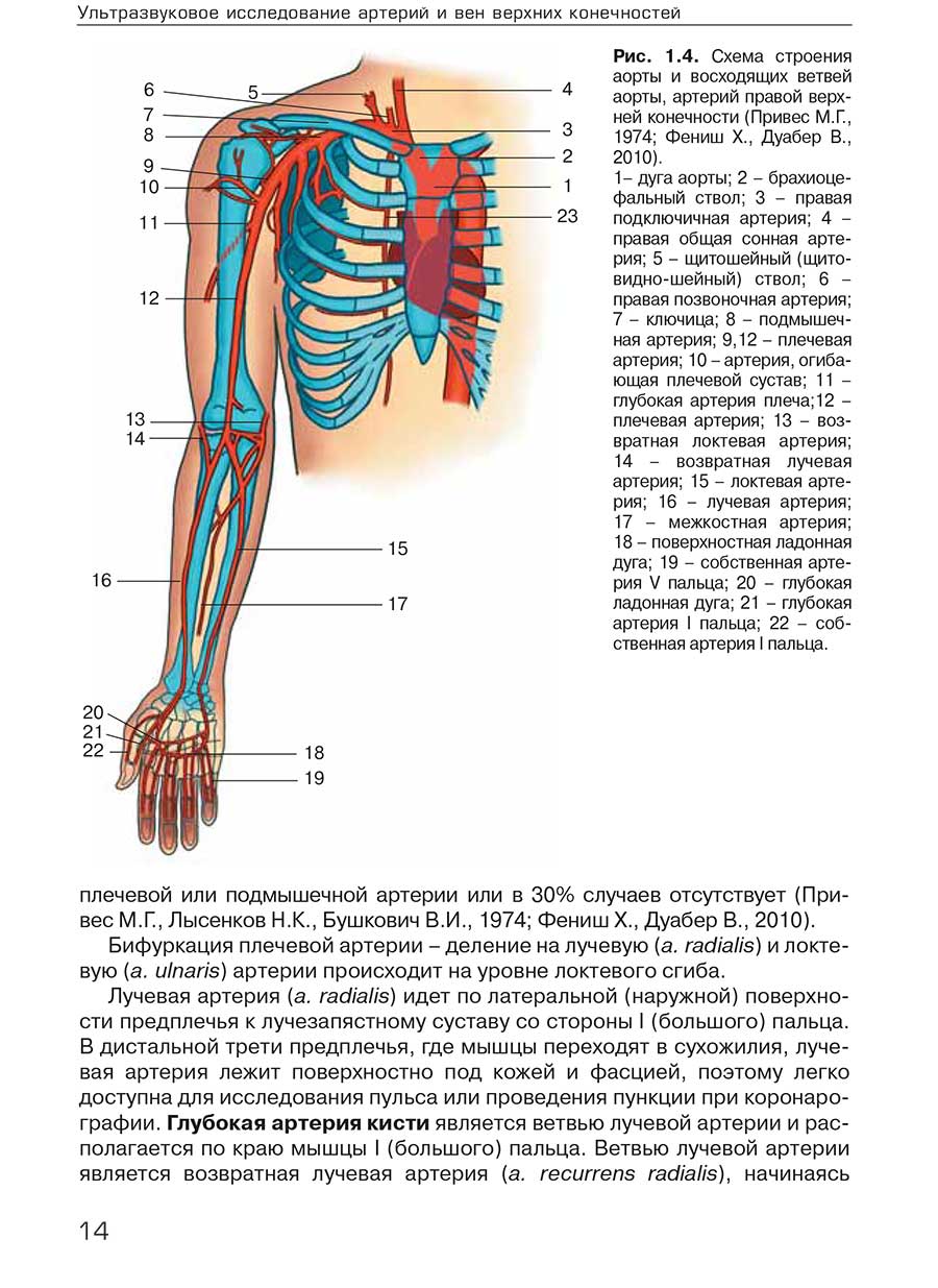 Рис. 1.4. Схема строения аорты и восходящих ветвей аорты, артерий правой верхней конечности 