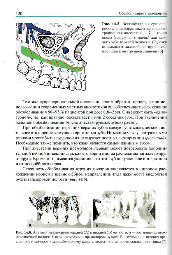 Анатомические срезы верхней (А) и нижней (Б) челюсти: Анатомические срезы верхней (А) и нижней (Б) челюсти: