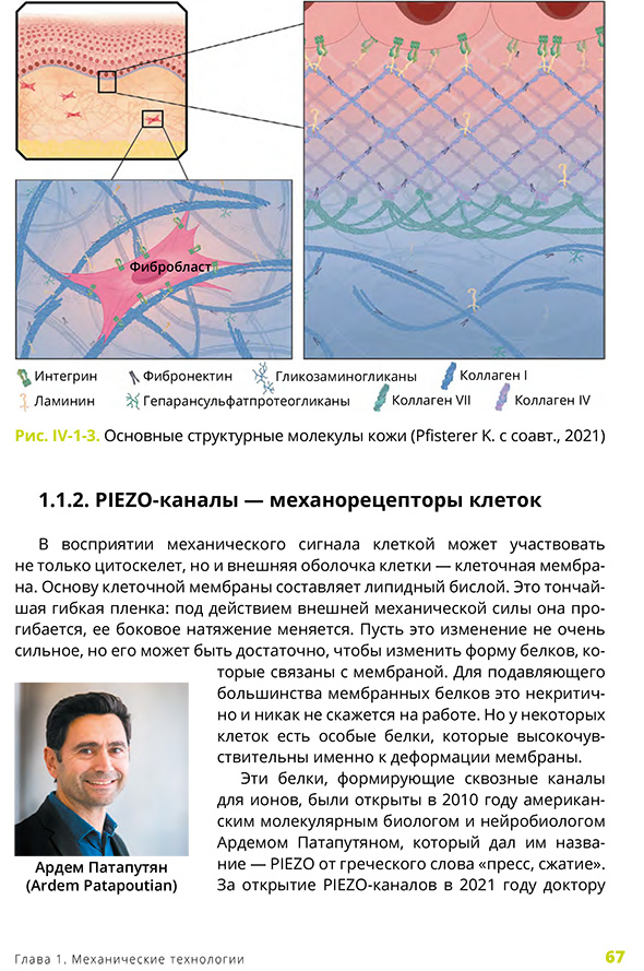 PIEZO-каналы &mdash; механорецепторы клеток