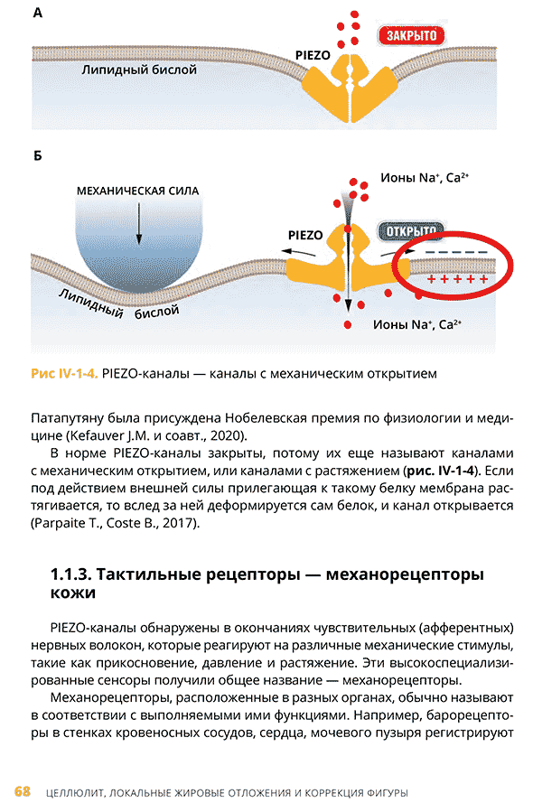 PIEZO-каналы &mdash; каналы с механическим открытием