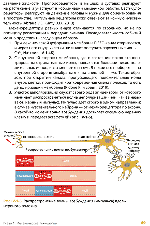Распространение волны возбуждения (импульса) вдоль нервного волокна