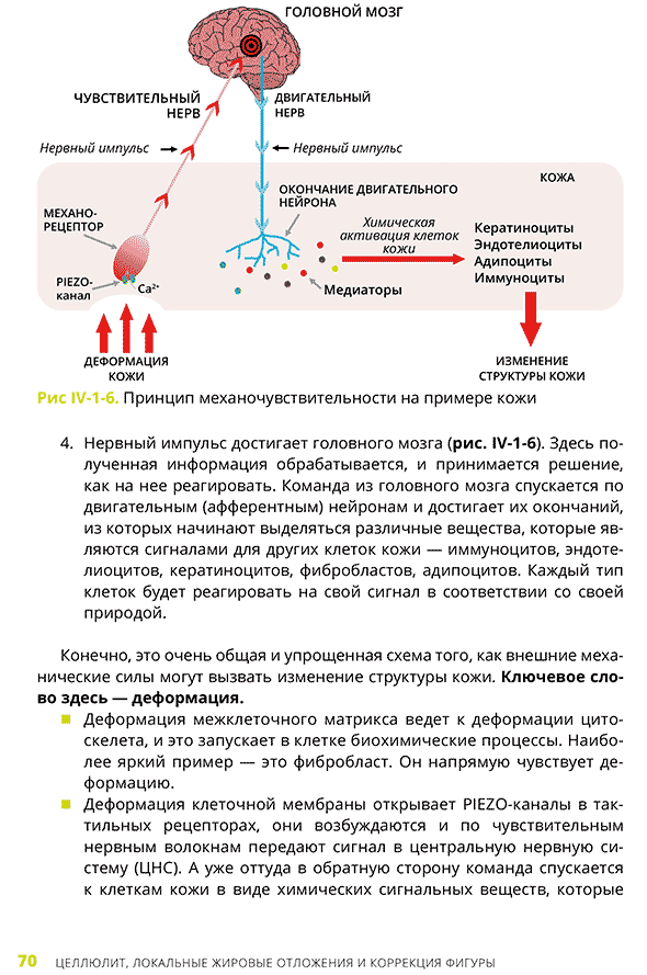 Принцип механочувствительности на примере кожи