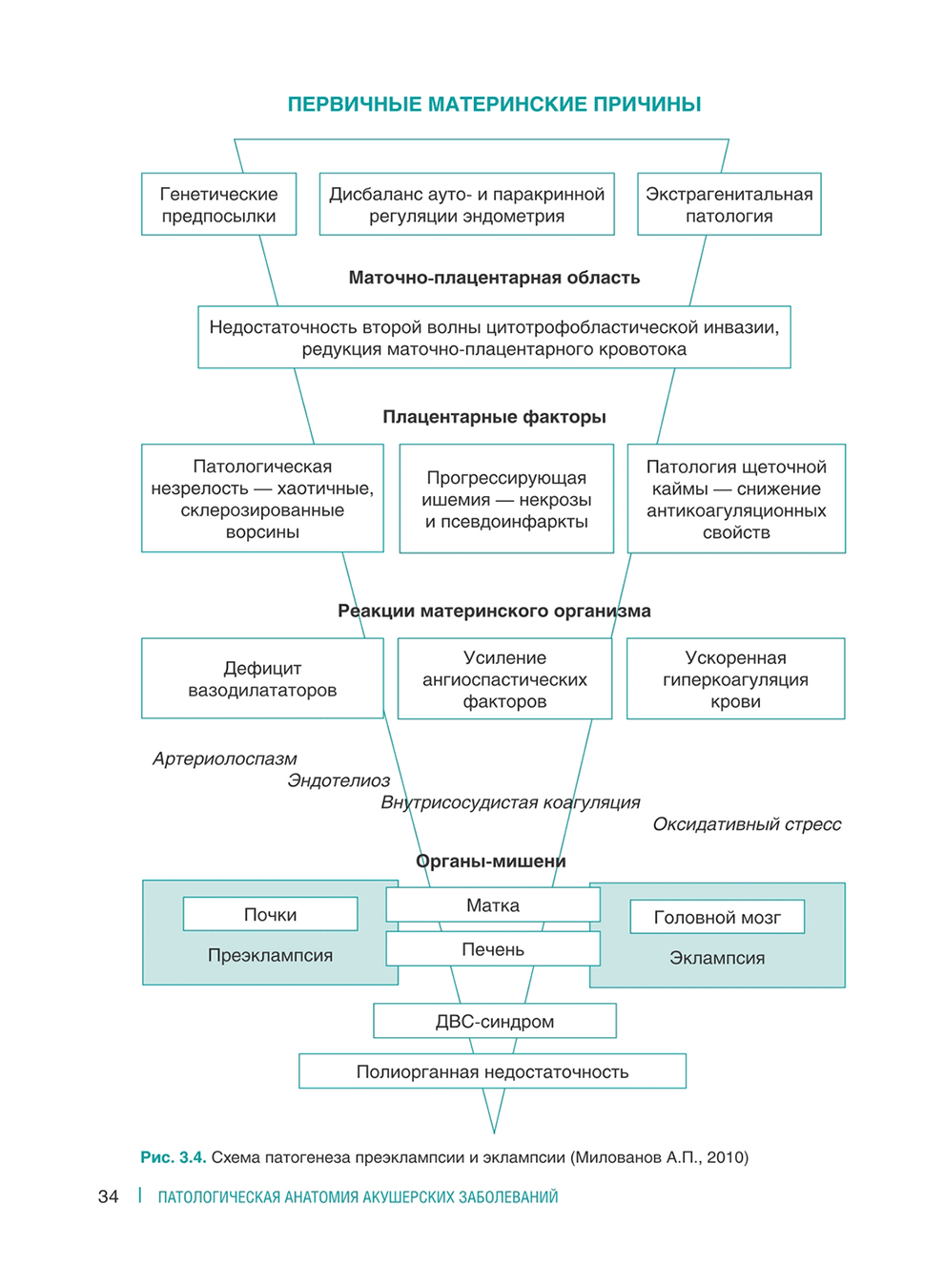 Схема патогенеза преэклампсии и эклампсии